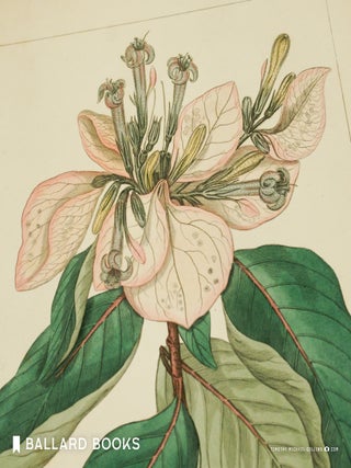 Item #11242 Flora of North America. William P. C. Barton