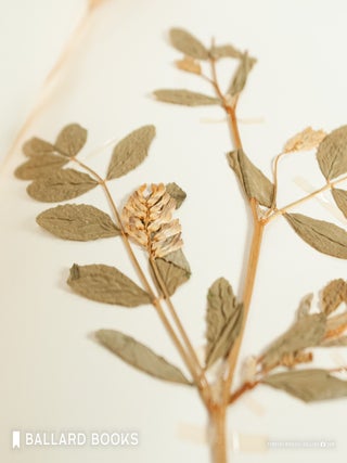 Herbarium
